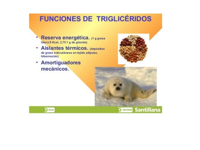 FUNCIONES DE TRIGLICÉR| DOS

' Reserva energética.  r1 g grasa e35 [ g
libera 9 Kcal,  3,75 1 g de glúcido)  . 
. .  . 1' ...