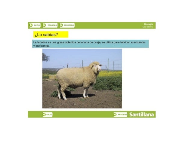 p) lCLIL‘.   tï-QLtWl-‘t Í‘,  ltbiﬂllïbﬁïb

¿Lo sabías? 

La Ianolina es una grasa obtenida de la lana de oveja,  se utili...