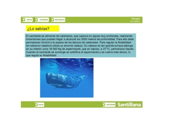 Y) li.  LIU ñ tírDLtUl-‘l  kbCUlibUb

¿Lo sabías? 

El cachalote se alimenta de calamares,  que captura en aguas muy profu...