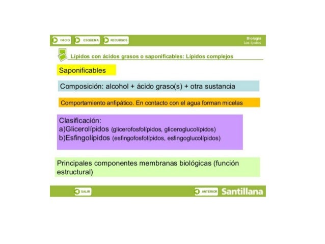 5 919212552" iácidzesagrasgatasapgnifLables ¿LJPLd9 ssgrgeleios, 
Saponiﬁcables
Composición:  alcohol + ácido graso(s) + o...