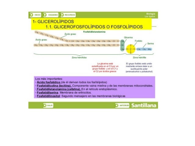 ‘S l’ Liu ‘(.3 kauttuia  ltgpltpt

1- GLICEROLÍPIDOS
1.1. GLICEROFOSFOLÍPIDOS o FOSFOLÍPIDOS

m,  r Fosiatidiletanolamina
...