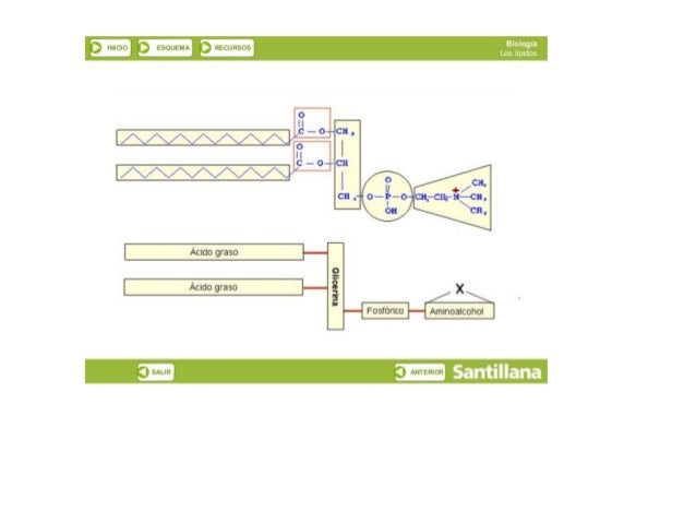 Biologia
Los lípidos 