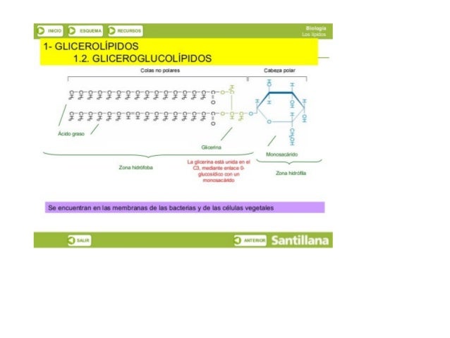 TN,  lhvïlijr  tï-QLEWM  líhLtl-‘E-ijb
1- GLICEROLÍPIDOS
1.2. GLICEROGLUCOLÍPIDOS
Colas no polares Cabeza polar
il -
22222...