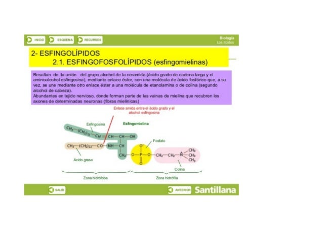 a.  —
f} lngu;   kwutuw.  jlztLLl-ïwïü

2- ESFINGOLÍPIDOS
2.1. ESFINGOFOSFOLÍPIDOS (esﬁngomielinas)

Resultan de la unión ...