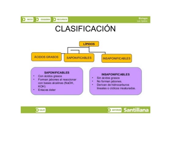 ‘- : ‘;‘. l_t’«'l' Ïl l tp;  gy; 

CLASIFICACIÓN

        

LÍPIDOS

SAPON IFICABLES

SAPONIFICABLES 
° Con ácidos grasos ...