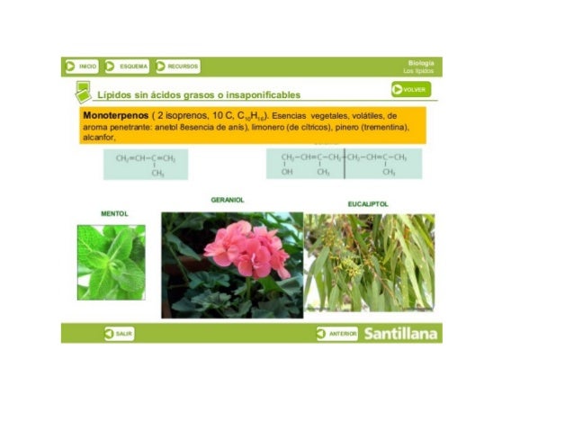 ‘. 

al l tLLl ¿La

F3 ‘¿uuu-xl

ll.  LlLl

Lípldos sin ácidos grasos o insaponificables

Monoterpenos ( 2 isoprenos,  10 ...