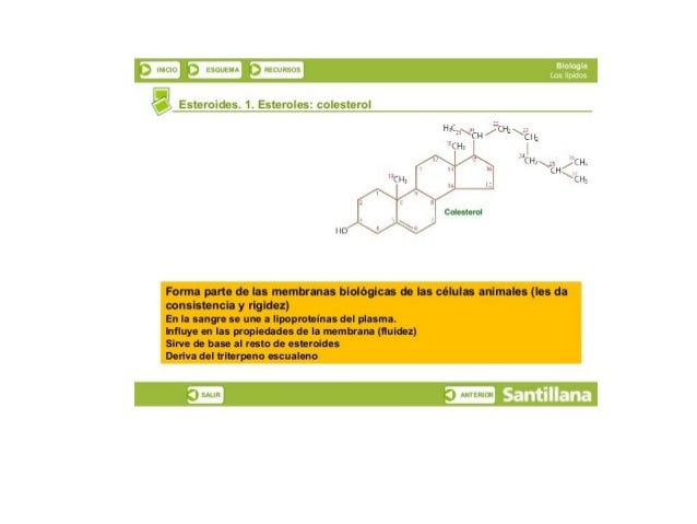 P") llilLltg P} tbïjbklilï ﬁHtuLl-srja

"V Esteroides.  irEsterglosz colesterol

 

Forma parte de las membranas biológica...