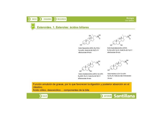 y D lMCIO 3 ESQUbMÁ V D RECURSOS 7

X. 

Esteroides.  1. Esteroles: 
‘t/ 

ácidos biliares

-.  0"
‘ x ex l uf"
2 3 0 411 ...