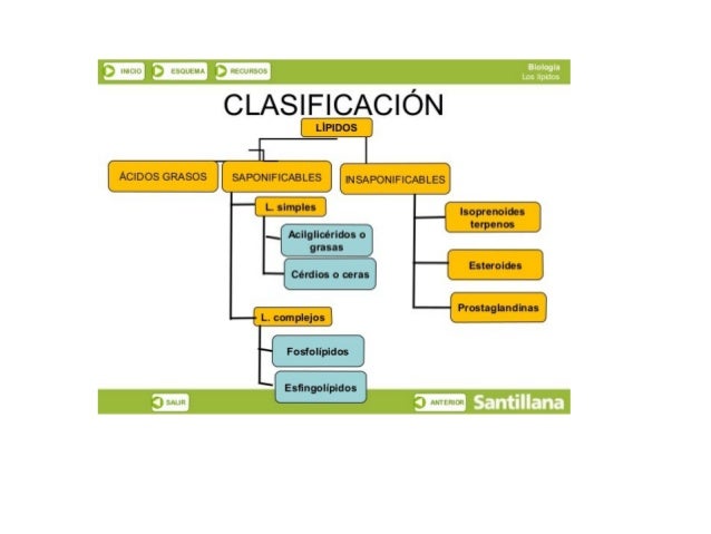 ÁCIDOS GRASOS

lsoprenoides
terpenos
Esteroides
Prostaglandinas 