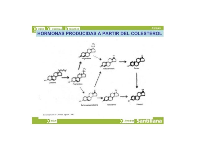 a‘.  v LIU W ¿sumisa W ltLLlbbpb

HORMONAS PRODUCIDAS A PARTIR DEL COLESTEROL

.  ¡ranuras-twin E tm
Y cio
, 
má’ ——> e
-O...