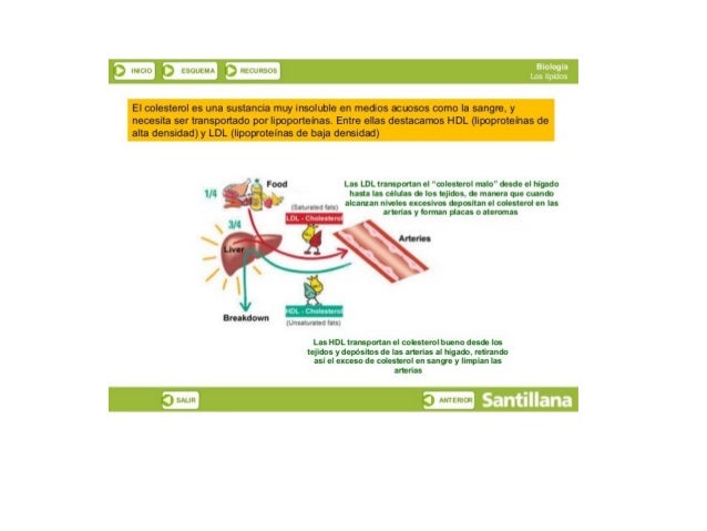 a. 
3 lMCIU 3 LSOULMA

‘j RECURSOS

El colesterol es una sustancia muy insoluble en medios acuosos como la sangre,  y

nec...