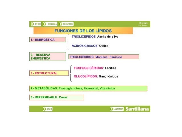 N.  Lli -3 LErJLLWI/ i

fl l LfjLi

¿Lt

FUNCIONES DE LOS LÍPIDOS

1.- ENERGÉTICA

2.- RESERVA
ENERGÉTICA

TRIGLICÉRI DOS:...