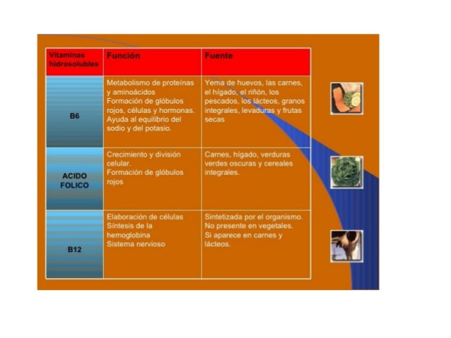 Metabolismo de proteinas
y aminoácidos
Formación de glóbulos

rojos,  células y hormonas. 

Ayuda al equilibrio del
sodio ...