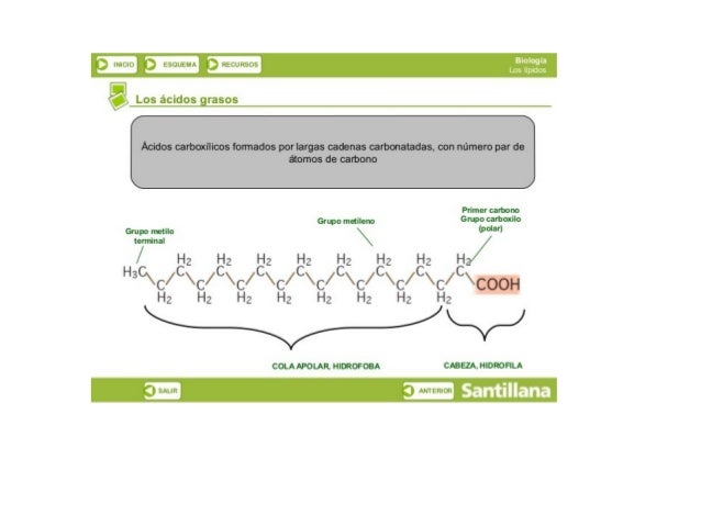 Ti) lhlülïj ñ ESUUUI-‘x ¡’ELLA-SUE

"' Los ácidos grasos

Acidos carboxílioos formados por largas cadenas carbonatadas,  c...