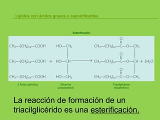 Lípidos con ácidos grasos o saponificables
Esterificación
3 Ácido palmítico Glicerina
(propanotriol)
Triacilglicérido
(tripalmitina)
La reacción de formación de un
triacilglicérido es una esterificación.
 