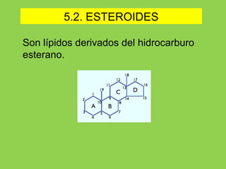 5.2. ESTEROIDES
Son lípidos derivados del hidrocarburo
esterano.
 