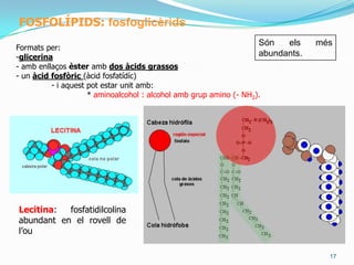 11Elslípids saponificablesHololípids, lípids simples o greixos: acilglicèridsSón èsters de la glicerinai àcids grassosSi es substitueixen els tres hidroxils es produeix un triacilglicèrido triglicèrid.Aquest pot estar en forma:a) sòlida: Sèusb) semisòlida: Mantequesc) líquida: Olis (si els àcids grassos insaturats s’hidrogenen es formen les margarines)Com tenen pocs oxígens poden oxidar-se molt per la qual cosa són molt energètics (9,4 kcal/g)S’acumulen en adipòcits i tenen també funció d’aïllant tèrmic i de protecció d’òrgans.