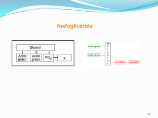 12Elslípids saponificablesHololípids, lípids simples o greixos: acilglicèridsEstàn mancats de polaritat. Per això s’anomenen greixos neutres.Aquest enllaç es pot trencar per:- Hidròlisi: trencament d’un enllaç orgànic en presència d’aigua i potenciat per temperatura, presència de àcids o de sals- Saponificació: fer bullir-los en hidròxid sòdic o potàssic donant lloc a un sabó