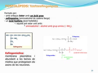 14Elshololípids, lípids simples o greixos: ceresSón d’origen natural i es formen per la unió d’un alcohol lineal i monovalent (un sol grup hidroxil) amb un àcid gras de cadena llarga.	Tenen una funció protectora i aïllant de l’aigua.	Ex: palmitat de miricil CH3-(CH2)14-CO-O-(CH2)30-CH3