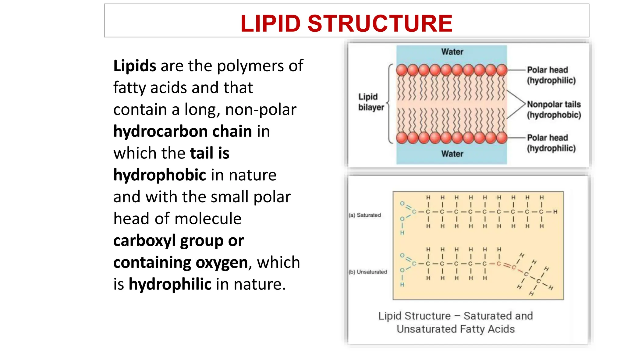 Lpids(Fats) Lec Nukkkkkktrition FSt.pptx