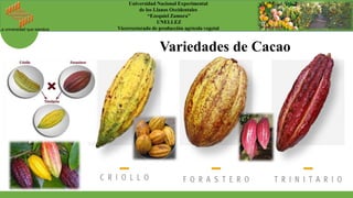 La universidad que siembra
Universidad Nacional Experimental
de los Llanos Occidentales
“Ezequiel Zamora”
UNELLEZ
Vicerrectorado de producción agrícola vegetal
Variedades de Cacao
 