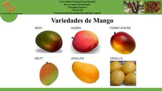 La universidad que siembra
Universidad Nacional Experimental
de los Llanos Occidentales
“Ezequiel Zamora”
UNELLEZ
Vicerrectorado de producción agrícola vegetal
Variedades de Mango
 