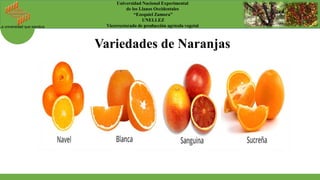La universidad que siembra
Universidad Nacional Experimental
de los Llanos Occidentales
“Ezequiel Zamora”
UNELLEZ
Vicerrectorado de producción agrícola vegetal
Variedades de Naranjas
 