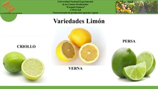 La universidad que siembra
Universidad Nacional Experimental
de los Llanos Occidentales
“Ezequiel Zamora”
UNELLEZ
Vicerrectorado de producción agrícola vegetal
Variedades Limón
CRIOLLO
PERSA
VERNA
 