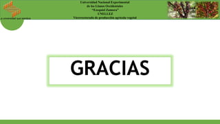 La universidad que siembra
Universidad Nacional Experimental
de los Llanos Occidentales
“Ezequiel Zamora”
UNELLEZ
Vicerrectorado de producción agrícola vegetal
GRACIAS
 