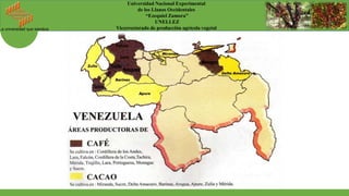 La universidad que siembra
Universidad Nacional Experimental
de los Llanos Occidentales
“Ezequiel Zamora”
UNELLEZ
Vicerrectorado de producción agrícola vegetal
 