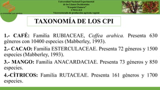 La universidad que siembra
Universidad Nacional Experimental
de los Llanos Occidentales
“Ezequiel Zamora”
UNELLEZ
Vicerrectorado de producción agrícola vegetal
1.- CAFÉ: Familia RUBIACEAE, Coffea arabica. Presenta 630
géneros con 10400 especies (Mabberley, 1993).
2.- CACAO: Familia ESTERCULACEAE. Presenta 72 géneros y 1500
especies (Mabberley, 1993).
3.- MANGO: Familia ANACARDACIAE. Presenta 73 géneros y 850
especies.
4.-CÌTRICOS: Familia RUTACEAE. Presenta 161 géneros y 1700
especies.
TAXONOMÍA DE LOS CPI
 