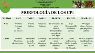 La universidad que siembra
Universidad Nacional Experimental
de los Llanos Occidentales
“Ezequiel Zamora”
UNELLEZ
Vicerrectorado de producción agrícola vegetal
MORFOLOGÍA DE LOS CPI
CULTIVO RAIZ TALLO HOJAS FLORES FRUTOS SEMILLAS
Café Pivotante
(cónica)
1mt
30 cm adv.
Arbusto
Leñoso
Opuestas
Caducas
Inflorescencia de
cima
Blancas
Hermafroditas
Aromáticas
5 es. 5 pet.
Baya
Rojo, amarillo
Brillantes,
cerezas
Oblongas,
planas Cubierta
por pergamino
cafeína
Cacao Pivotante
Adventicias
Geotropismo +
Horqueta o
molinillo
Dimórfico
1-1,5 mt
Alternas y
espiral
Oblongas
Elípticas
Inflorescencia de
cima
Hermafroditas
Femeninas
3 días
Drupa
indehiscente
Verde, morado,
amarillo
10-30 cm L.
Ovoide, elipsoide
Grande cubierta
por mucilago
Dico.
 
