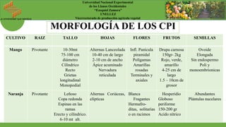 La universidad que siembra
Universidad Nacional Experimental
de los Llanos Occidentales
“Ezequiel Zamora”
UNELLEZ
Vicerrectorado de producción agrícola vegetal
CULTIVO RAIZ TALLO HOJAS FLORES FRUTOS SEMILLAS
Mango Pivotante 10-30mt
75-100 cm
diámetro
Cilíndrico
Recto
Grietas
longitudinal
Monopodial
Alternas Lanceolada
10-40 cm de largo
2-10 cm de ancho
Ápice acuminado
Nervadura
reticulada
Infl. Panícula
piramidal
Polígamas
Amarillas
rosadas
Terminales y
axiales
Drupa carnosa
150gr- 2kg
Rojo, verde,
amarillo
4-25 cm de
largo
1.5 – 10cm de
grosor
Ovoide
Elongada
Sin endospermo
Poli y
monoembrionicas
Naranja Pivotante Leñoso
Copa redonda
Espinas en las
ramas
Erecto y cilíndrico.
6-10 mt alt.
Alternas Coriáceas,
elípticas
Blanca
Fragantes
Hermafro-
ditas, solitarias
o en racimos
Hesperidio
Globoso
periforme
150-200 gr
Acido nítrico
Abundantes
Plántulas nucelares
MORFOLOGÍA DE LOS CPI
 