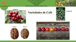La universidad que siembra
Universidad Nacional Experimental
de los Llanos Occidentales
“Ezequiel Zamora”
UNELLEZ
Vicerrectorado de producción agrícola vegetal
TYPICA
CATUAÍ
Variedades de Café
 