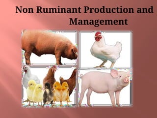 lpm non ruminant production and management.pptx