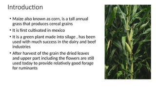 LPM maize🌽. How it can be grown and how it is crafted | PPTX