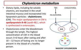 Chylomicron metabolism
• Dietary lipids, including fat-soluble
vitamins, are resorbed in the small
intestinal mucosa and incorporated into
lipoprotein particles - chylomicrons
(CM). The major apolipoprotein in CM is
apolipoprotein B-48 (apoB-48) ), which
is synthesized in enterocytes.
• Chylomicrons enter the bloodstream
through the lymph. The highest
concentration of CM in the blood
occurs 3–6 hours after eating and after
10 – 12 hours of fasting are no longer
present in the blood of a healthy
person.
TAG
FA+GLYCEROL
TG
CHOLESTEROL
NASCENT CHYLOMICRON
A1
B48
CE
 
