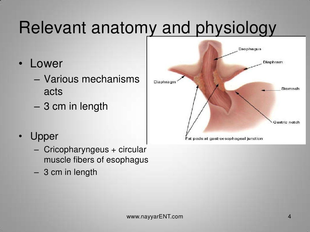 LPR Laryngopharyngeal Reflux