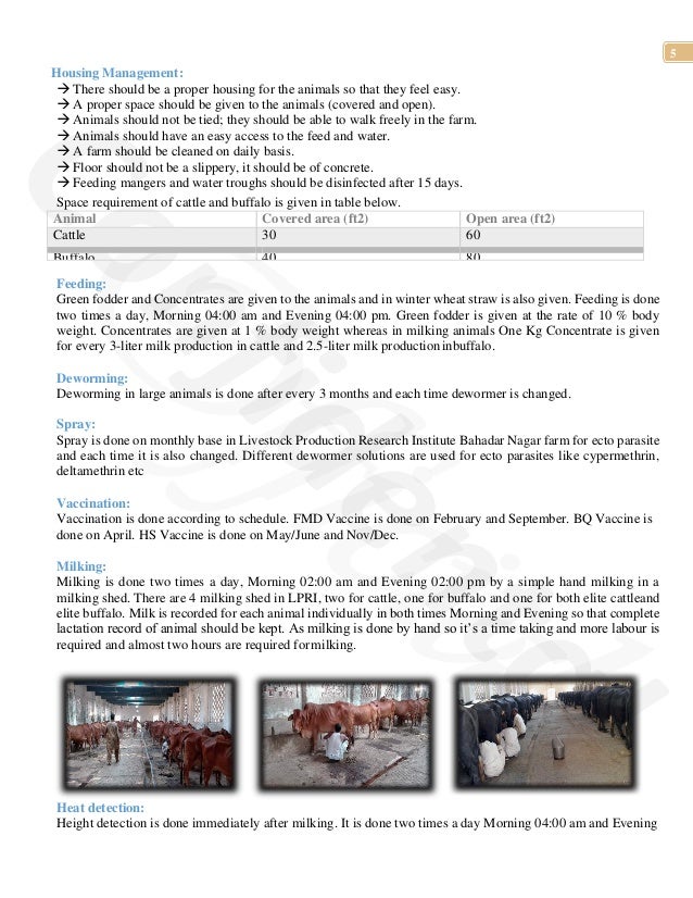 Livestock Production Research Institute Okara, Pakistan Internship R…