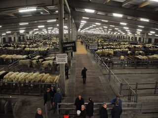 LAYOUT,DESIGN ,OPERATIONS ,EQUIPMENTS and maintenance in SLAUGHTER ...
