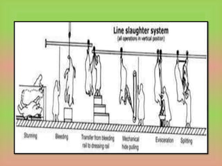 Mini Slaughter Layout LAYOUT,DESIGN ,OPERATIONS ,EQUIPMENTS and maintenance in SLAUGHTER ...