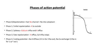 LQT syndrome, genetc basis powerpoint.pptx
