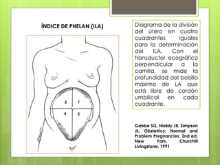 Phelan Normal IMAGENOLOGÍA DEL LÍQUIDO AMNIÓTICO | PPTX