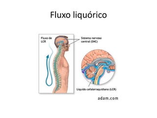 Fluxo liquórico
 