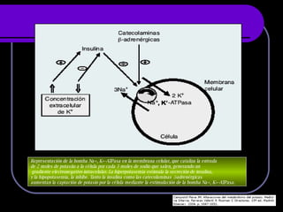 Representación de la bomba Na+, K+-ATPasa en la membrana celular, que cataliza la entrada  de 2 moles de potasiio a la célula por cada 3 moles de sodio que salen, generando un gradiente electronegativo intracelular. La hiperpotasemia estimula la secreción de insulina,  y la hipopotasemia, la inhibe. Tanto la insulina como las catecolaminas β-adrenérgicas  aumentan la captación de potasio por la célula mediante la estimulación de la bomba Na+, K+-ATPasa. 