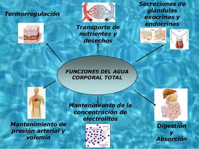 Fisiologia de los Líquidos corporales