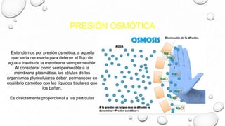 PRESIÓN OSMÓTICA
Entendemos por presión osmótica, a aquella
que seria necesaria para detener el flujo de
agua a través de la membrana semipermeable.
Al considerar como semipermeable a la
membrana plasmática, las células de los
organismos pluricelulares deben permanecer en
equilibrio osmótico con los líquidos tisulares que
los bañan.
Es directamente proporcional a las partículas
 