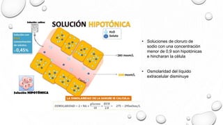 • Soluciones de cloruro de
sodio con una concentración
menor de 0,9 son hipotónicas
e hincharan la célula
• Osmolaridad del líquido
extracelular disminuye
 