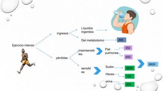 Ejercicio intenso
ingresos
pérdidas
insensensib
les
sensibl
es
Sudor
Heces
orina
Piel
pulmones
350
650
5000
100
500
6600
Líquidos
ingeridos
Del metabolismo 200
 