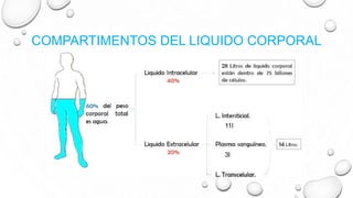 COMPARTIMENTOS DEL LIQUIDO CORPORAL
11l
3l
 